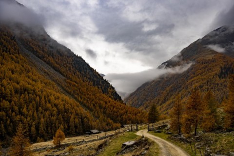 Autumn larch