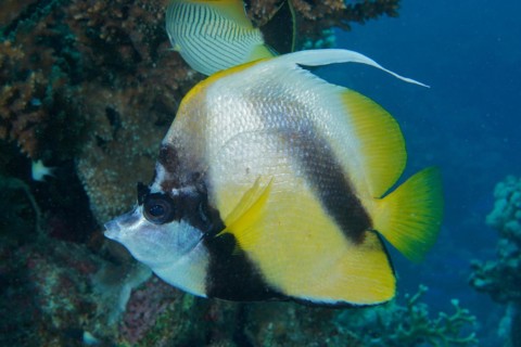 Red sea bannerfish