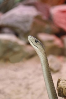 Black mamba