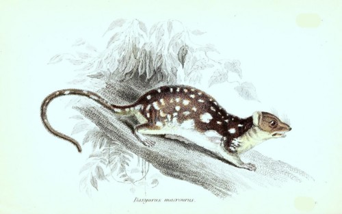 Dasyurus Macrourus