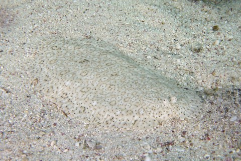 Well camouflaged finless sole