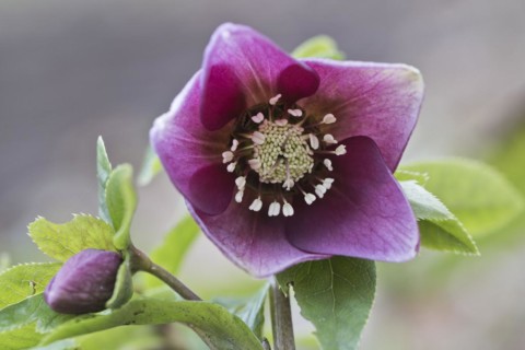 Lenzrose