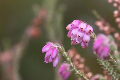 Cross-leaved heath