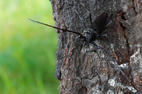 Great capricorn beetle