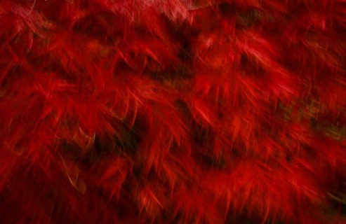 Wiper Fire Maple