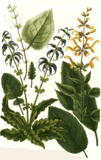 Botany