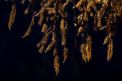 Autumn larch