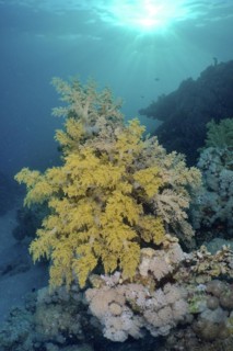 Broccoli tree
