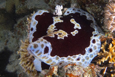 Large sofa cushion snail