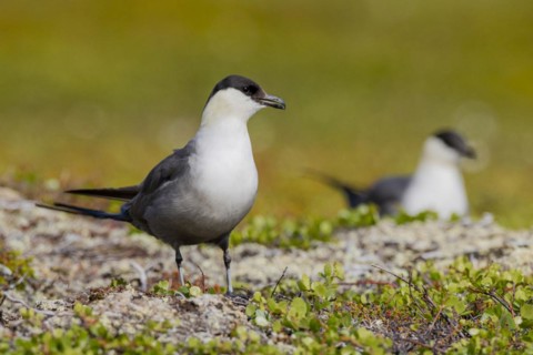 Long-tailed jaegers