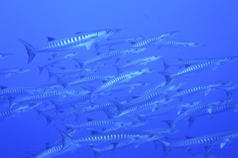 Group of blackfin barracuda