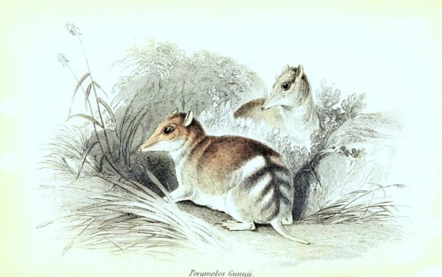 Eastern