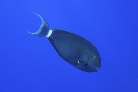 Atlantic monkfish Chromis limbatus) in front of a plain blue background