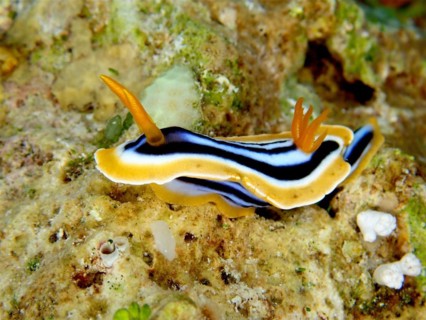 Africa star snail