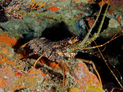 Guinea chick crayfish