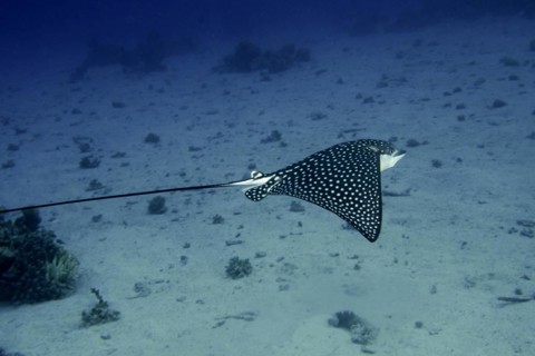 Spotted eagle ray