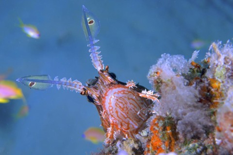 Portrait of pacific red lionfish
