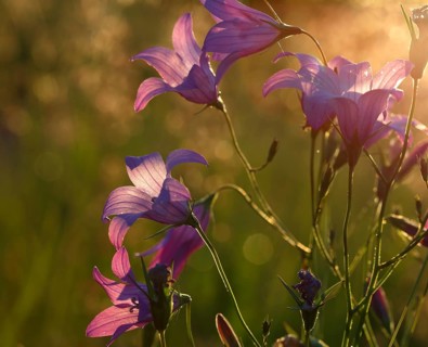 Spreading bellflower
