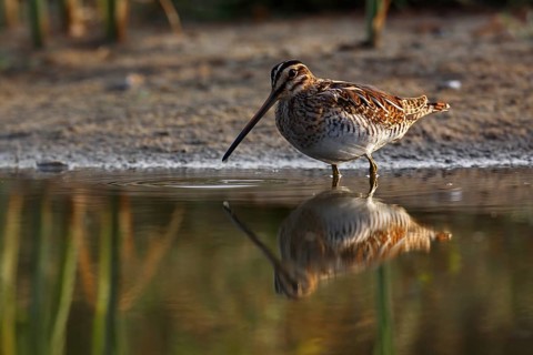 Common Snipe