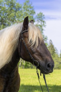 Portrait of a cold-blooded horse