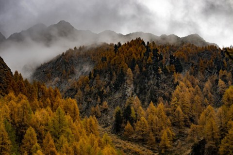 Autumn larch