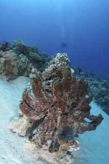 Erect finger sponge