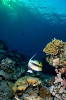 Red sea bannerfish
