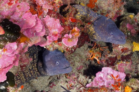 Two mediterranean morays