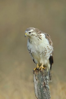 Common steppe buzzard