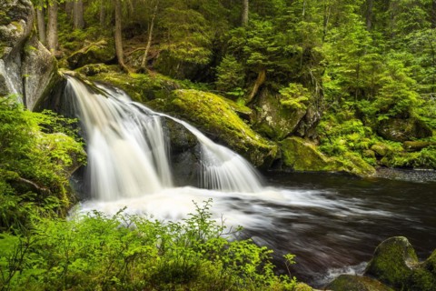 The Schwarzenbaechle stream pours in a waterfall into the Kroi-Woog-Gumpen pond