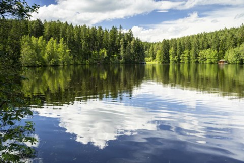 A lake in the forest in fine weather