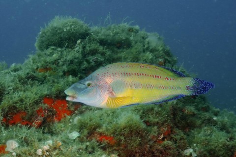 East atlantic peacock wrasse