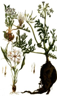 Botany