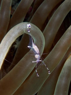 Ancylomenes longicarpus