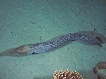 Free swimming giant moray