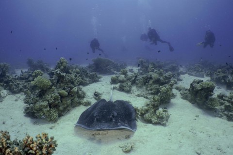 Blackspotted stingray
