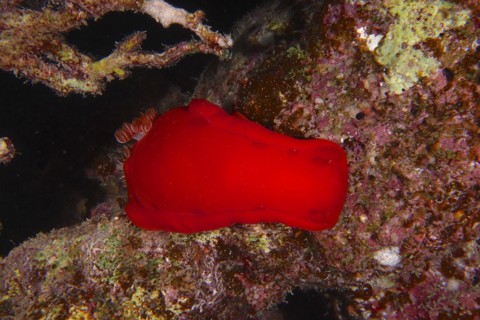 Spanish dancer