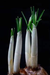 Sprouting Crocus Tubers