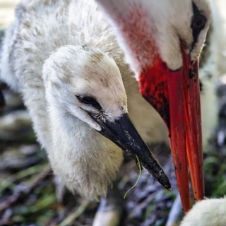 White stork