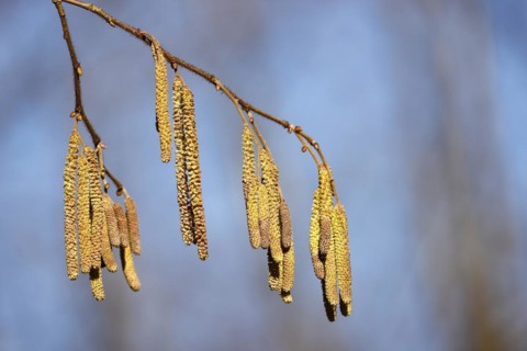 Common hazel