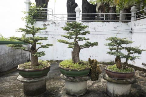 Bonsai collection in the temple Wat Tham Khuha Sawan near Mekong River