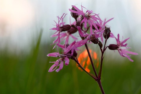 Ragged robin
