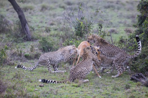 Cheetah