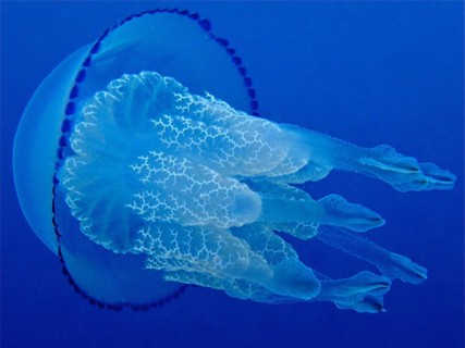 Barrel jellyfish