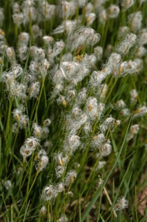 Sheath grass a few open white flowers next to each other