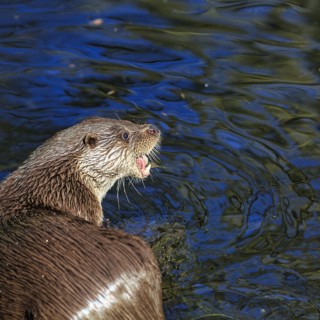 European otter