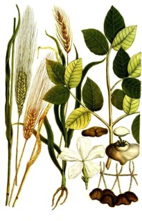 Botany