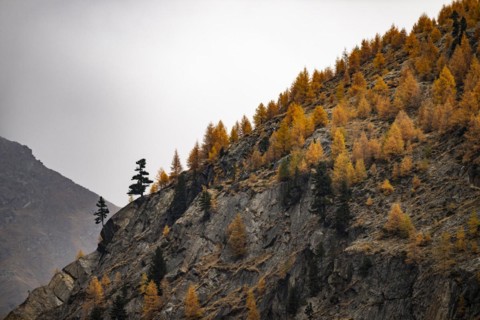 Autumn larch