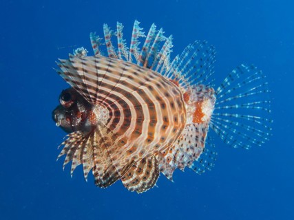 Red Sea dwarf lionfish