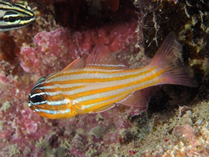 Golden-striped cardinalfish